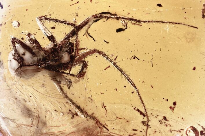 Fossil Spider (Araneae) with Spider Webs in Baltic Amber - Rare! #346677